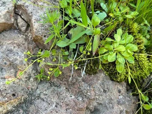 Chiricahua Mountain Brookweed