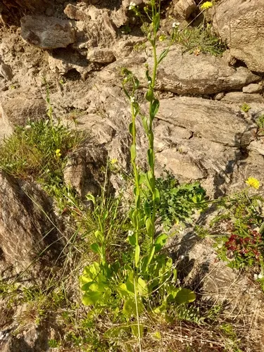 Seaside Brookweed — photo by Flavien Saboureau