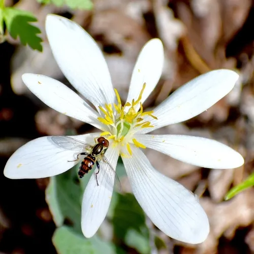 Bloodroot — photo by larrymcdaniel