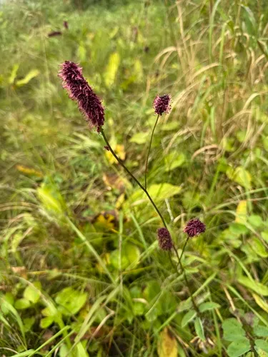 Menzies' Burnet