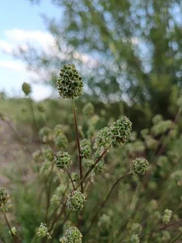 Small Burnet — photo by Alina Siebler