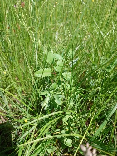 Great Burnet