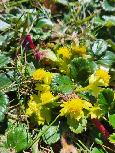Footsteps Of Spring