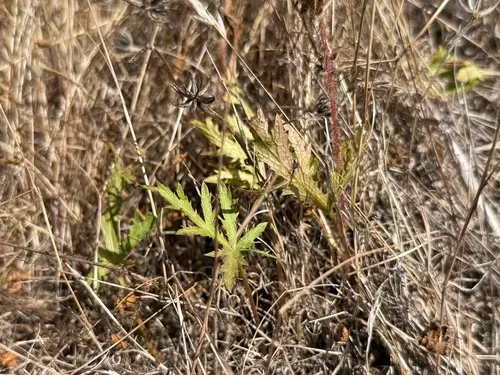 Sharptooth Blacksnakeroot — photo by Justin M. Wood