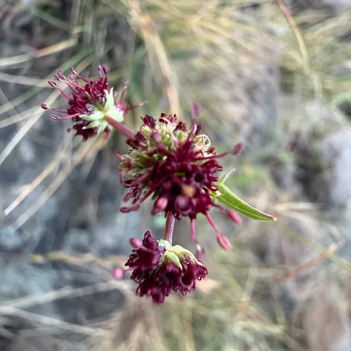 Purple Sanicle — photo by wildcatdogs