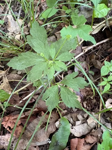 Canadian Blacksnakeroot