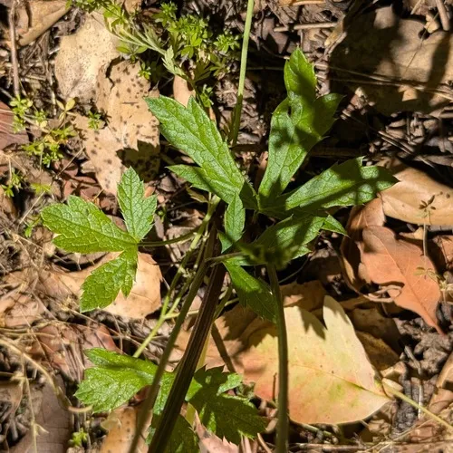Pacific Blacksnakeroot — photo by Don Rideout