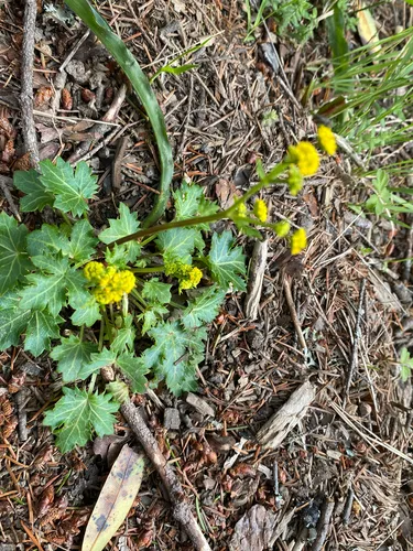 Coastal Blacksnakeroot