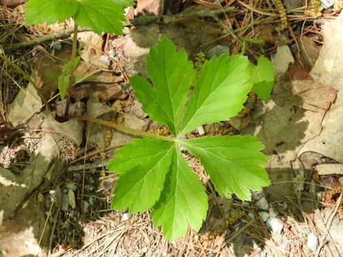 Maryland Sanicle — photo by Michael John Oldham