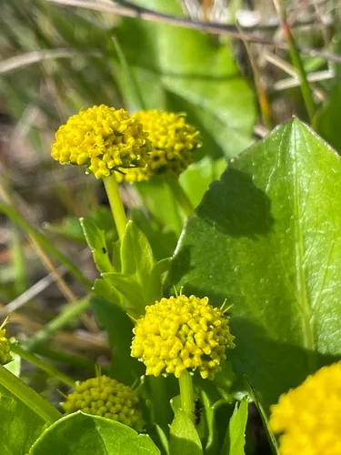Adobe Snakeroot