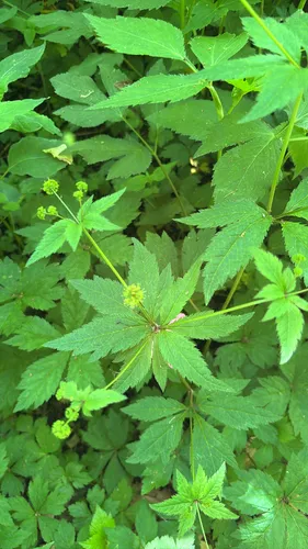 Clustered Blacksnakeroot