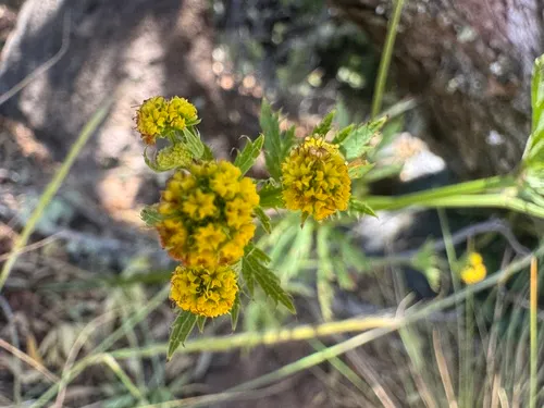Hawai'i Blacksnakeroot