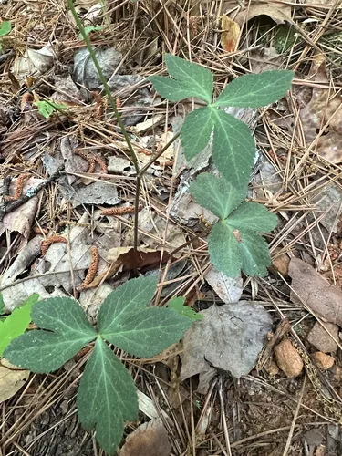 Small's Blacksnakeroot — photo by RachelB