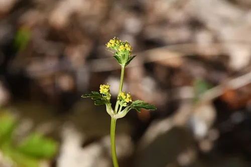 Tracy's Blacksnakeroot — photo by Trevor Van Loon