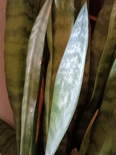 Viper's Bowstring Hemp