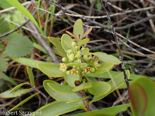 Coastal Sandalwood