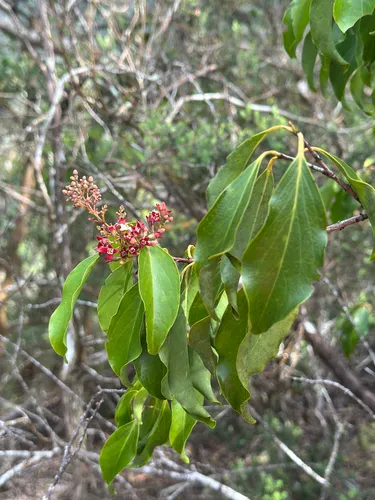 Forest Sandalwood