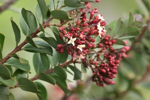 Haleakala Sandalwood