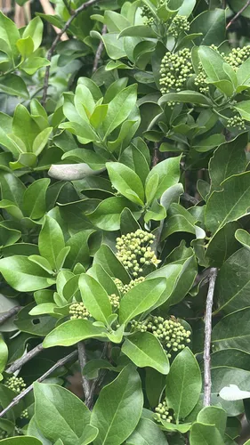Mountain Sandalwood
