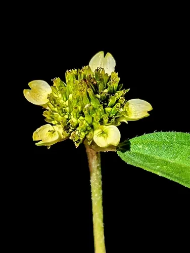 Abert's Creeping Zinnia