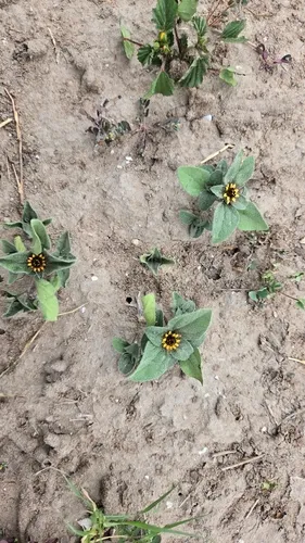 Yellow Creeping Zinnia — photo by cyano_corax_19