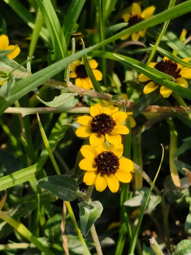 Mexican Creeping Zinnia