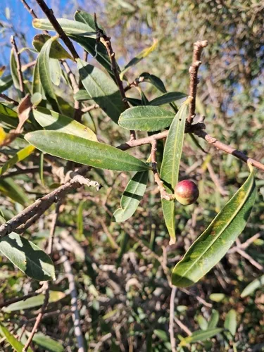 Gumtree — photo by Claudia Gil