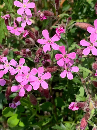 Rock Soapwort — photo by Paulus_a