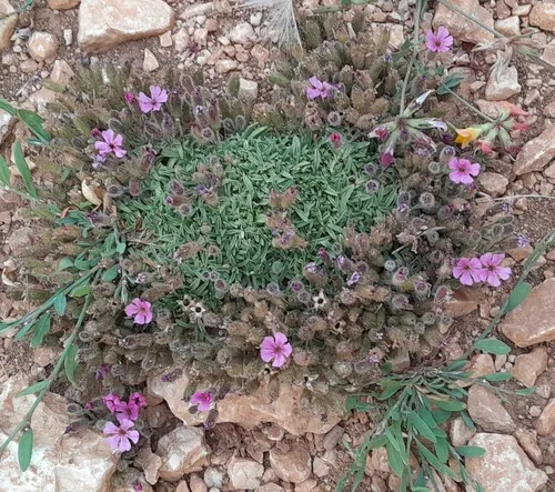 Pygmy Pink