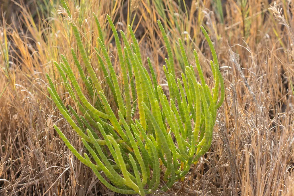Utah Swampfire