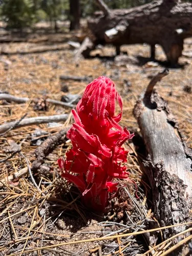 Snowplant — photo by Anny Peralta