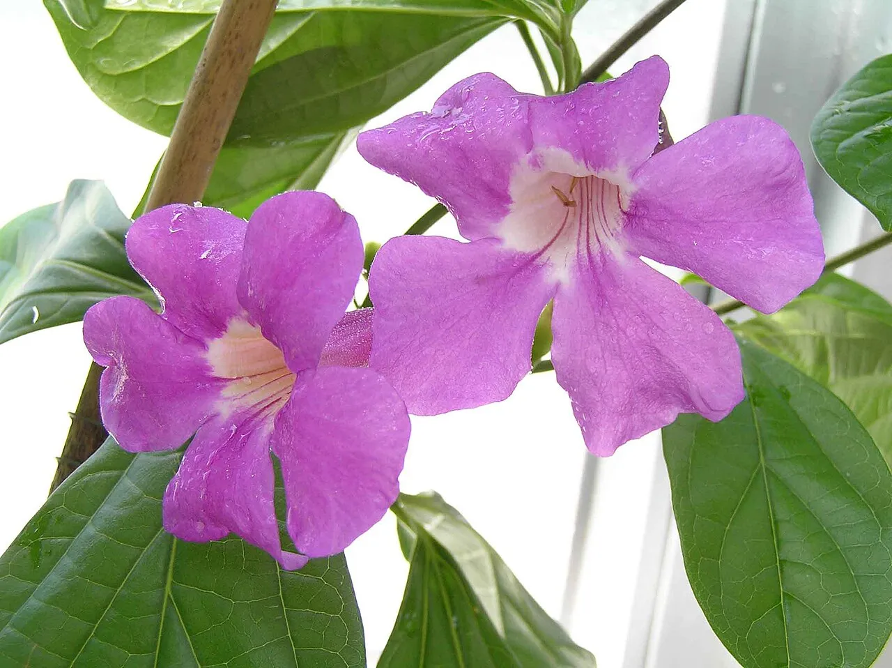 Glowvine — photo by 阿橋 HQ