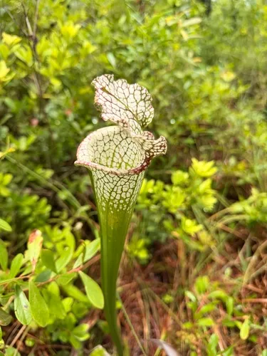 Crimson Pitcherplant