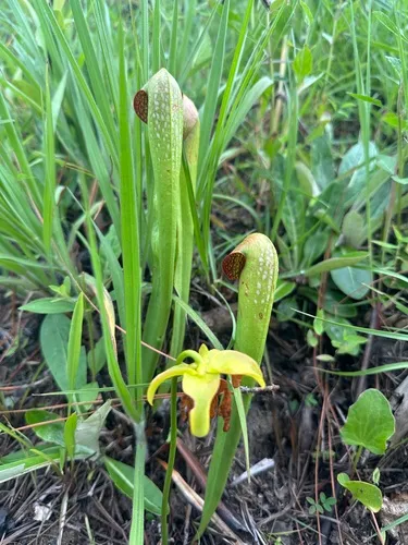 Hooded Pitcherplant
