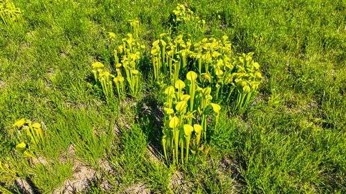 Green Pitcherplant