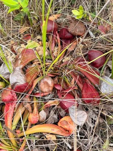Parrot Pitcherplant — photo by candelarias