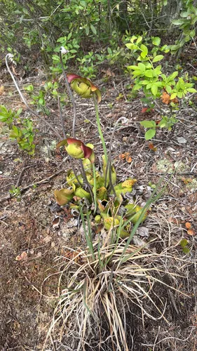 Northern Purple Pitcherplant (var. purpurea) — photo by cfetz