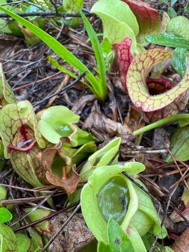 Hybrid Pitcherplant