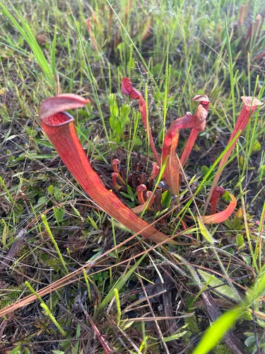Sweet Pitcherplant — photo by wes