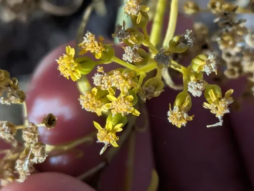Threadleaf Glowwort — photo by Eric Knight