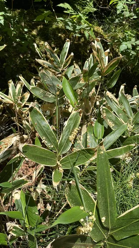 Broadleaf Bamboo — photo by Albert