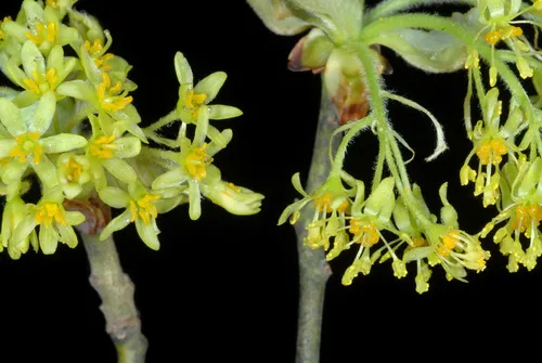 Sassafras — photo by Douglas Goldman