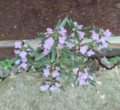 Summer Savory — photo by irenahonskusova