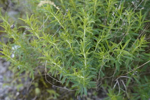 Winter Savory