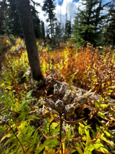 American Saw-wort