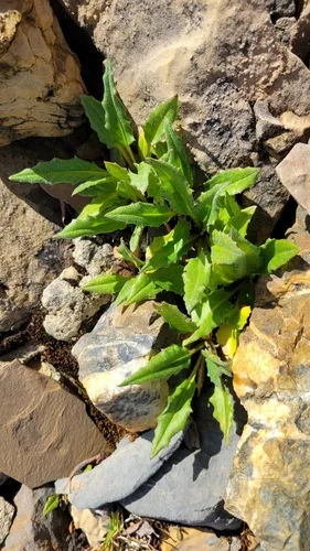 Nutty Saw-wort