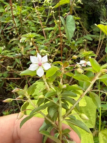 Creole Tea — photo by Finca Gaia