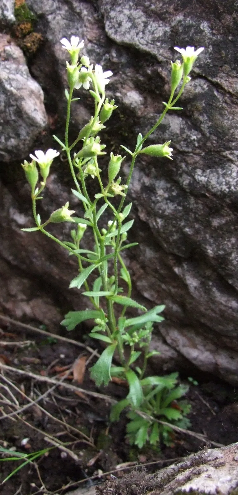 Wedgeleaf Saxifrage — photo by Jerzy Opioła