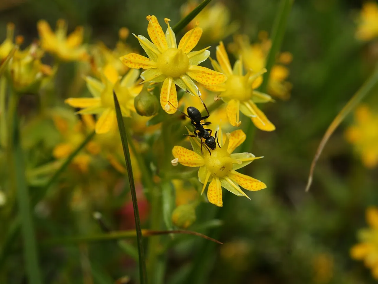 Yellow Mountain Saxifrage — photo by Hans Hillewaert