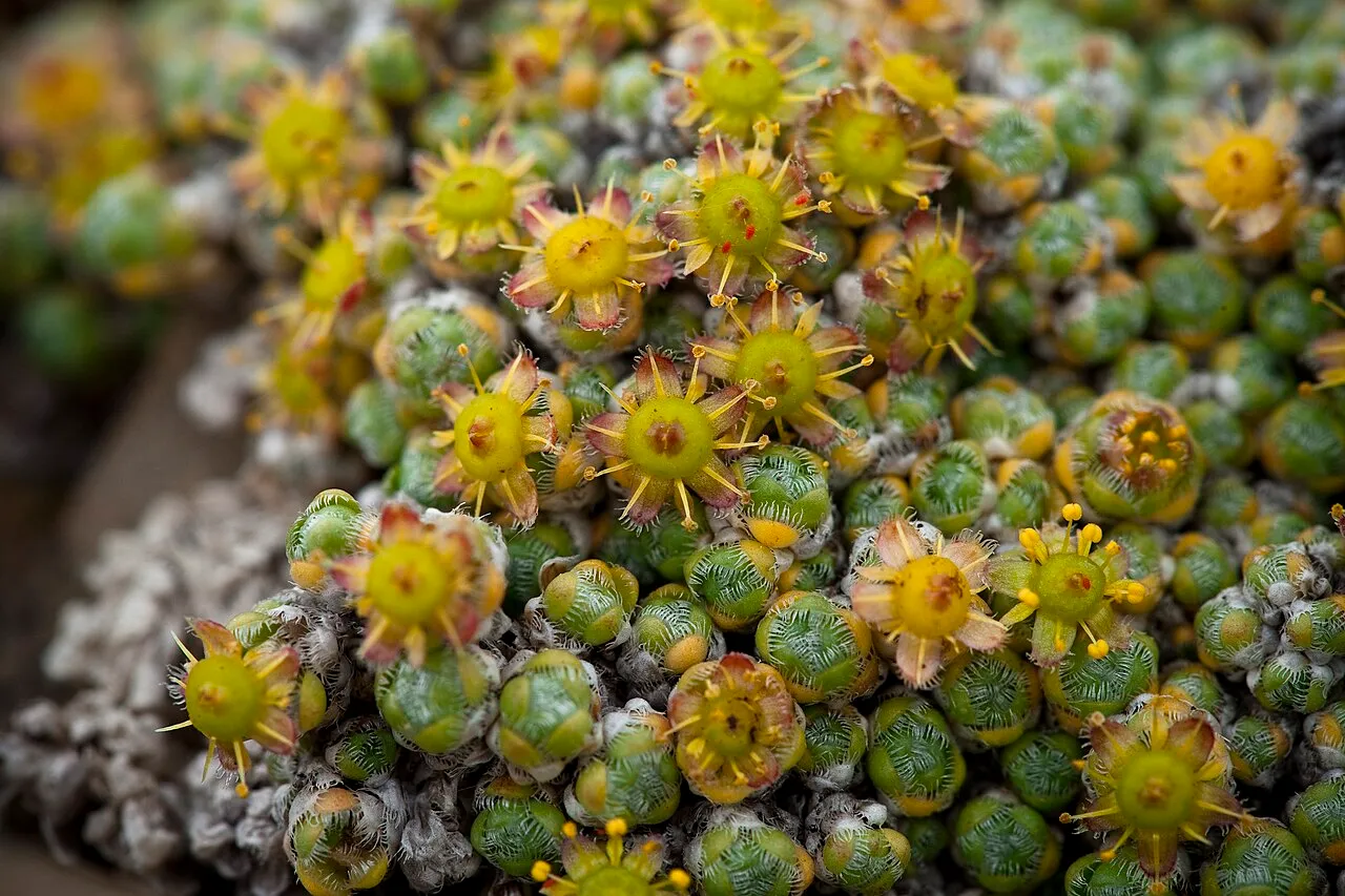 Ciliate Saxifrage — photo by DenaliNPS